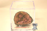 BCW Grandstand Fossil Mineral Geode Amethyst Rock Meteorite Display Case Holder