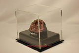 BCW BallQube Fossil Mineral Geode Amethyst Display Case