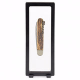 Magic Frame Display Floating 230 Coin Medallion Button Badge Medal Token Trophy - The Coin Digger