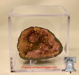 BCW Grandstand Fossil Mineral Geode Amethyst Rock Meteorite Display Case Holder